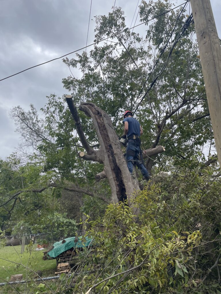 Climber in a large tree cutting a split trunk near power lines, storm-damaged tree removal by Wise Oak Tree Service in Central Texas