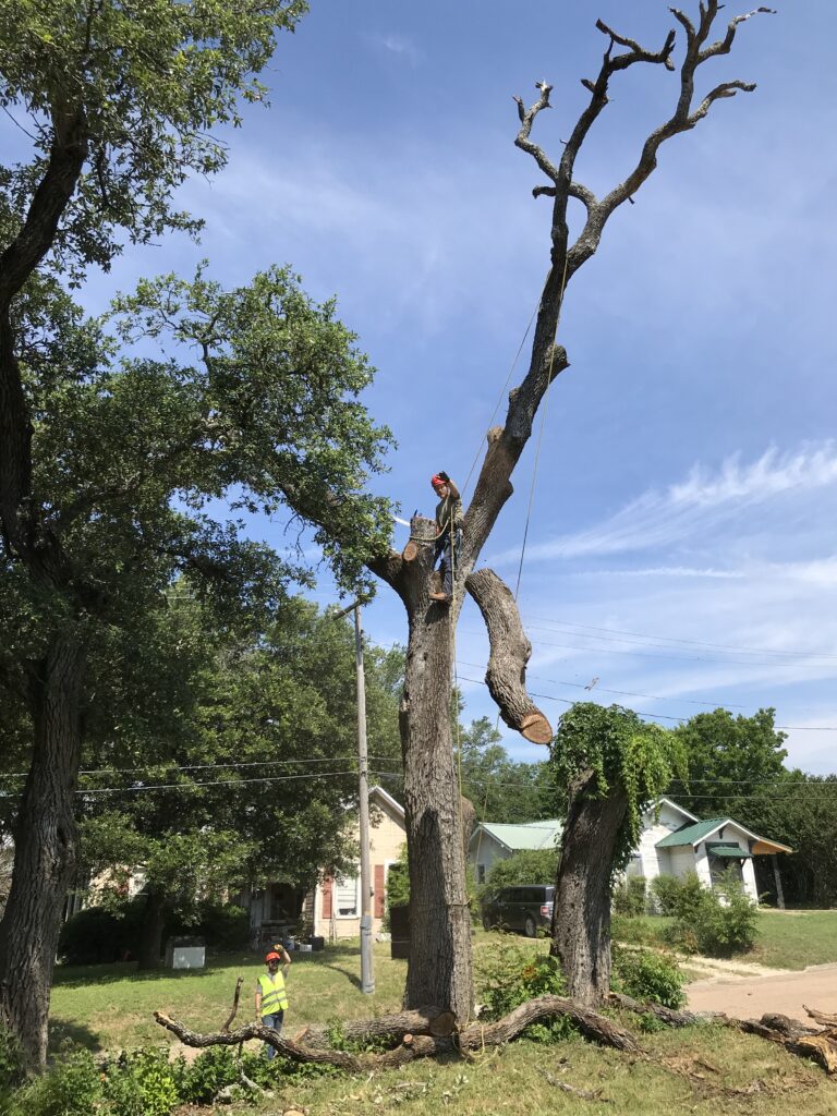 Climber taking down a large dead oak in sections above a neighborhood, Wise Oak Tree Service tree removal in Central Texas