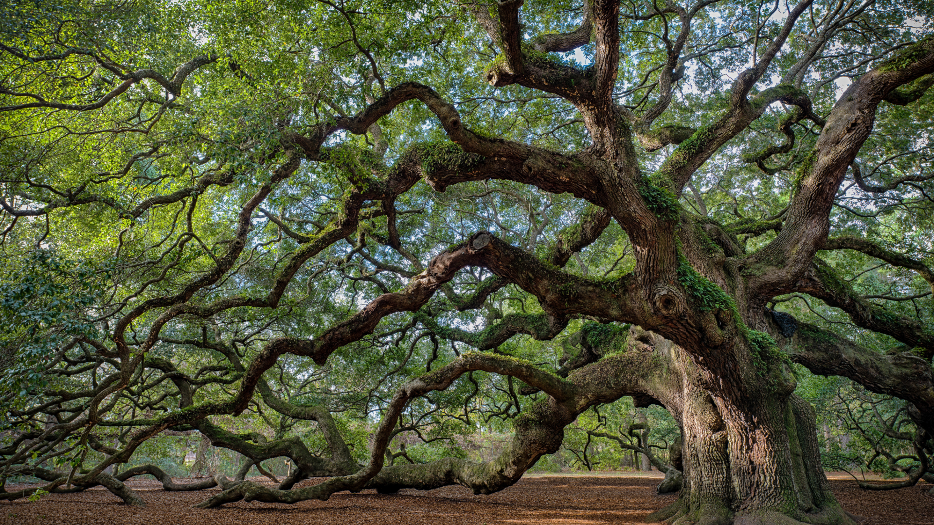 What is the Difference Between Tree Trimming and Tree Pruning?