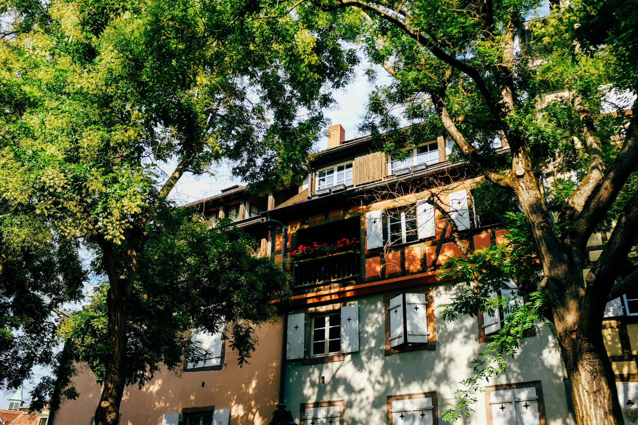 The Benefits of Regular Tree Inspections for Homeowners and Businesses