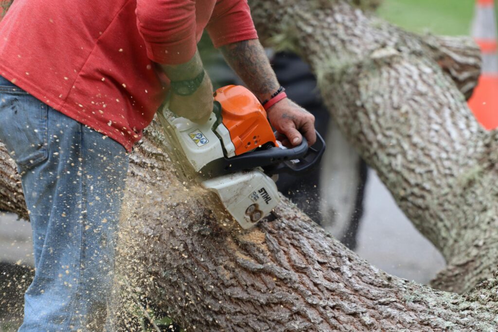 A professional tree worker wearing a red shirt and jeans uses a chainsaw to cut a large tree trunk, with sawdust flying in the air. A certified arborist for hire ensures safe and precise tree removal.