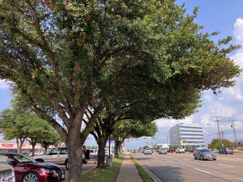 Mature street trees lining a sidewalk beside a busy multi-lane road in an urban commercial area.