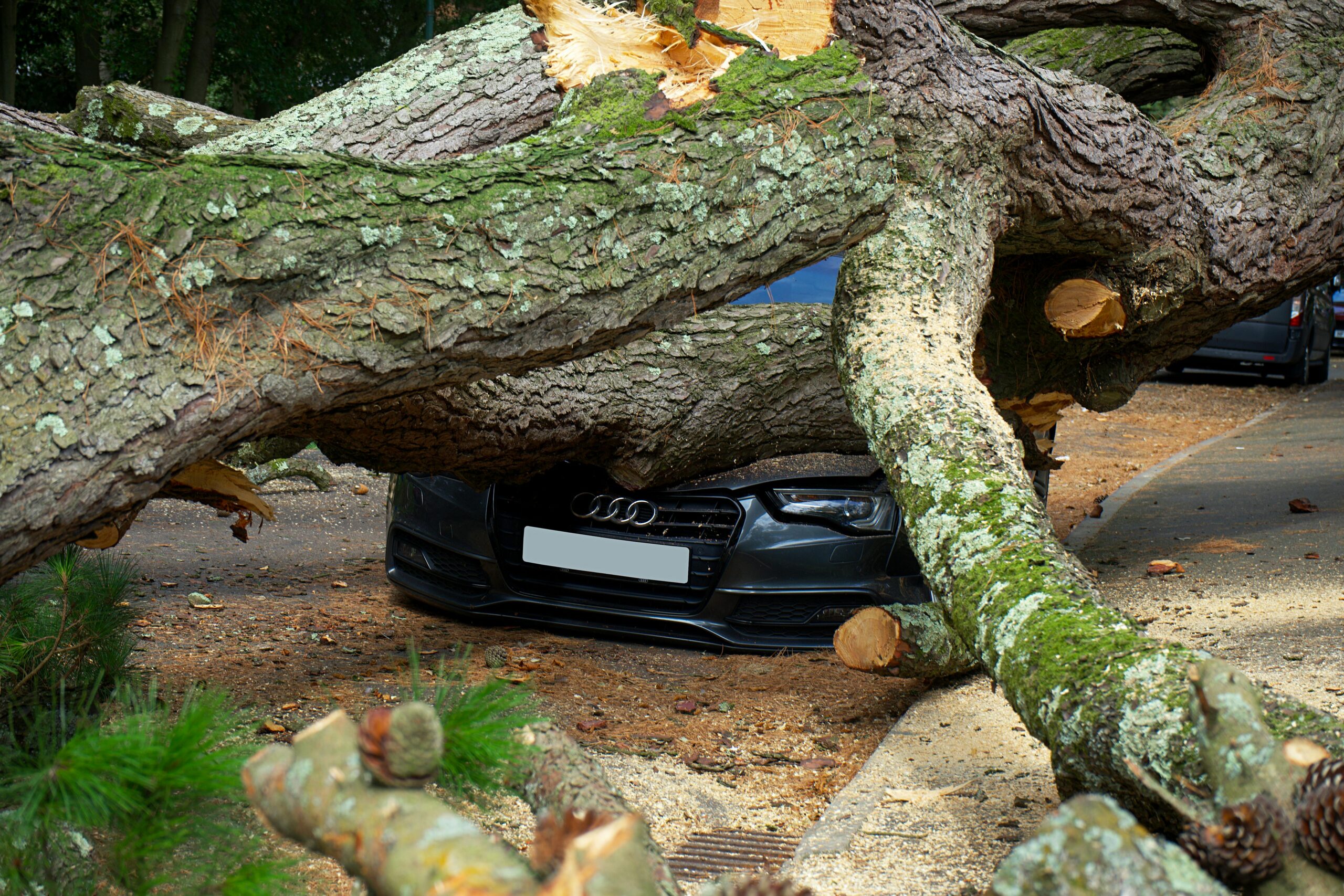 Getting Storm-Damaged Tree Services: Is It Worth It?