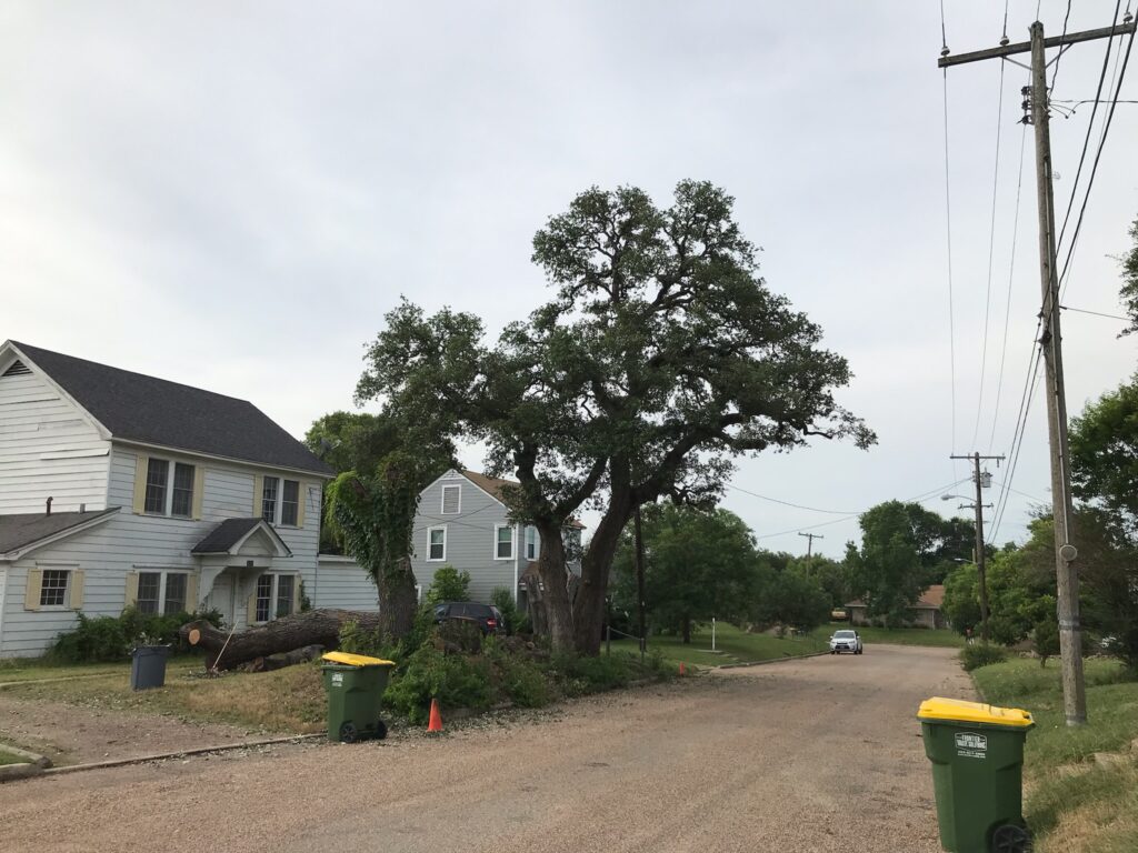 Cleared, level lawn after tree removal