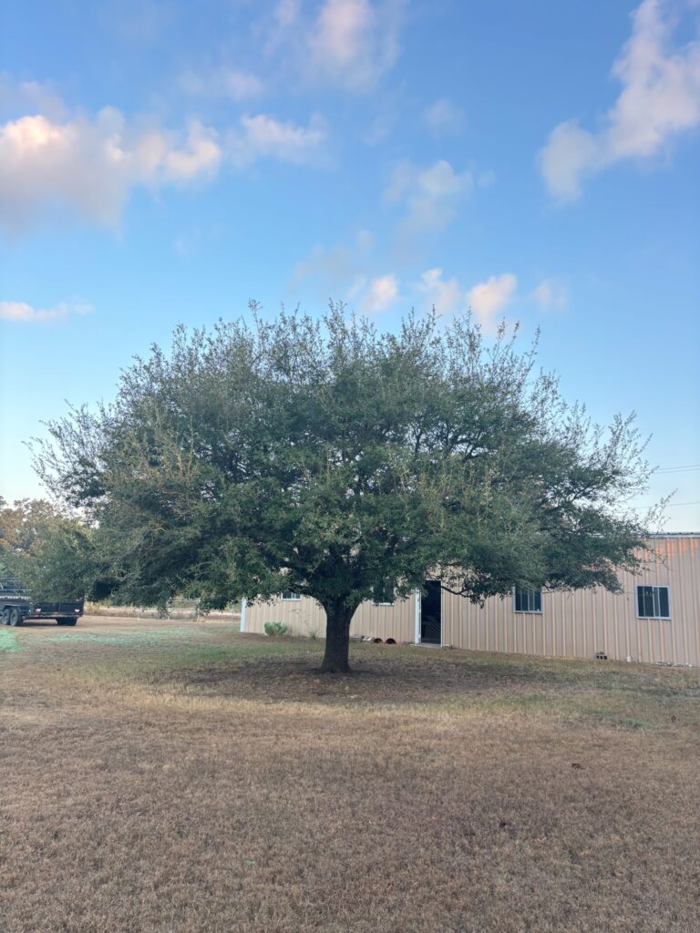 Live oak near Waco before crown raise and thinning, October 2026