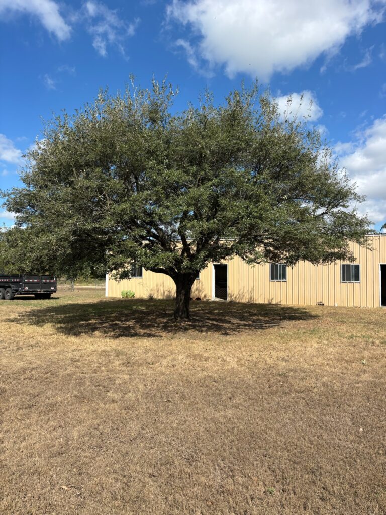 Live oak near Waco after crown raise and thinning, October 2026