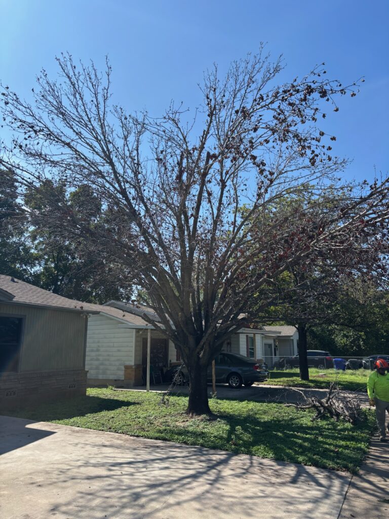 Pear tree removal in Waco, October 2026: before