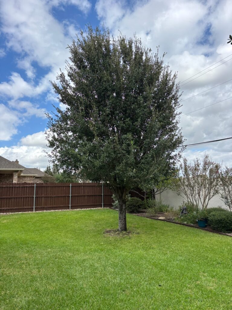 Backyard live oak in Waco after thinning, with a more open canopy