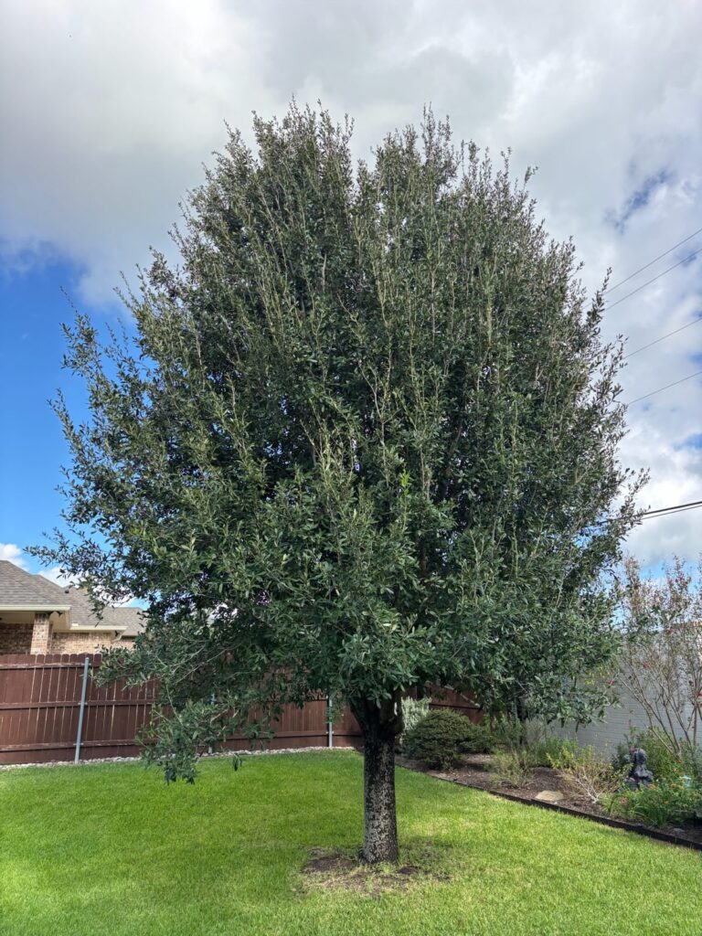 Dense backyard live oak by a wood fence in Waco before thinning
