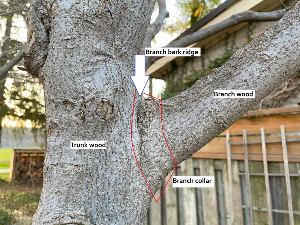Tree trunk with labels marking the branch bark ridge and the swollen branch collar where a branch joins the trunk