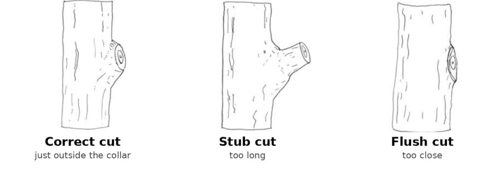 Side-by-side sketches of a proper pruning cut just outside the branch collar, a stub cut that leaves branch wood sticking out, and a flush cut made tight against the trunk