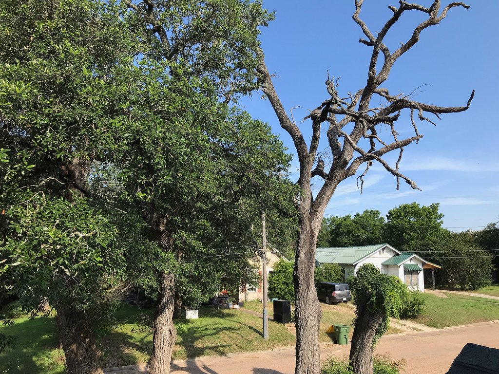 A dead oak beside a healthy live oak, the kind of hazard a routine tree inspection flags early.