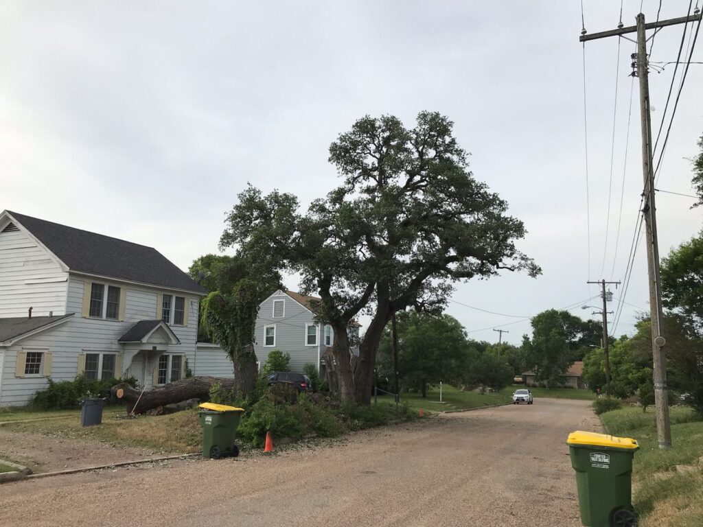 The same yard after the hazardous dead oak was removed and the healthy live oak was kept