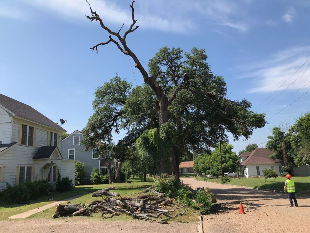 Tree crew takedown of a dead oak with traffic cones and a worker in high-visibility gear