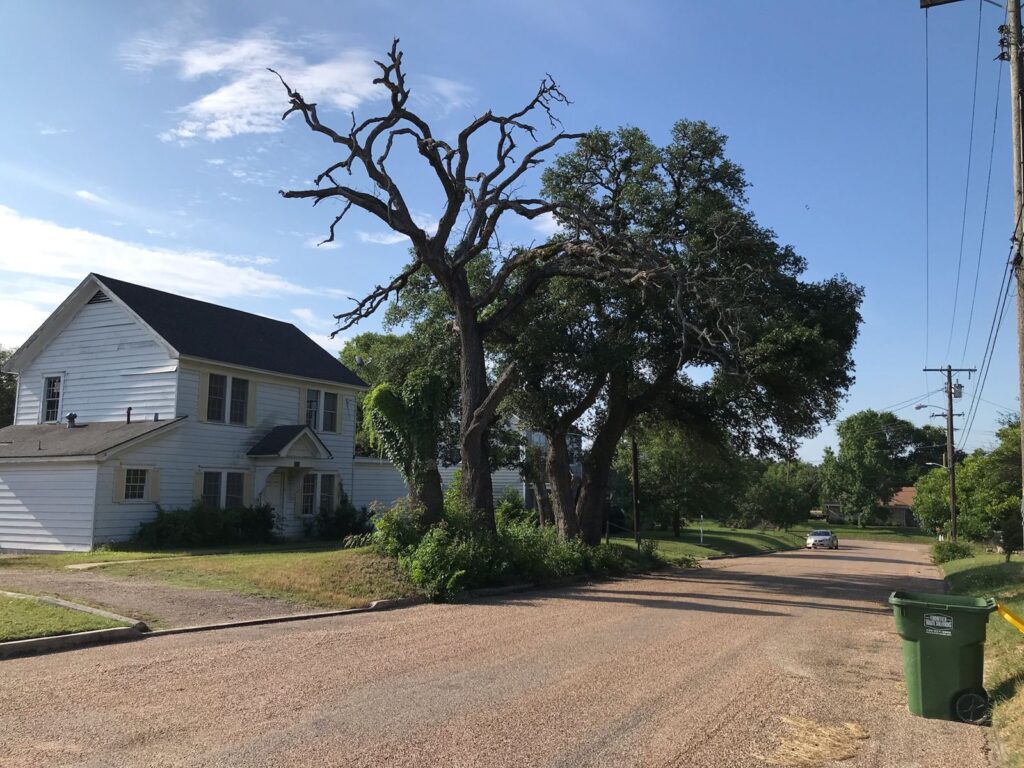 Large dead oak with bare, broken limbs next to a two-story house, a hazardous tree before removal
