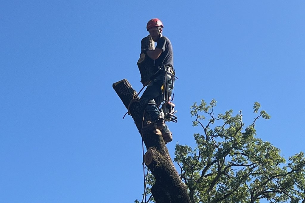Arborist in a red helmet working atop a tall trunk during a hazardous tree takedown.