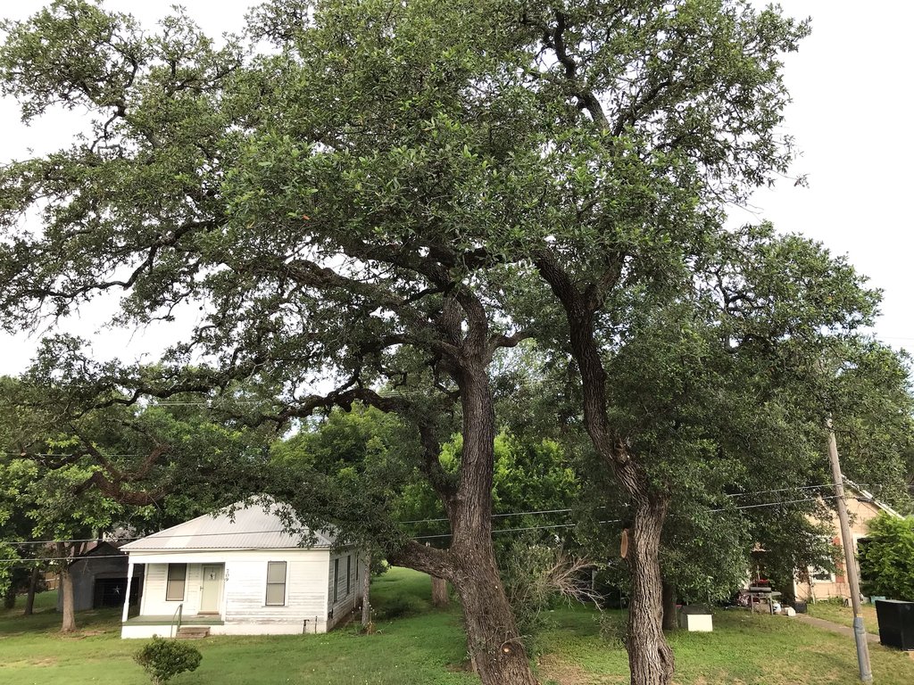 Live oaks over a small white house after pruning, with the canopy raised and thinned for clearance near Marlin, TX.