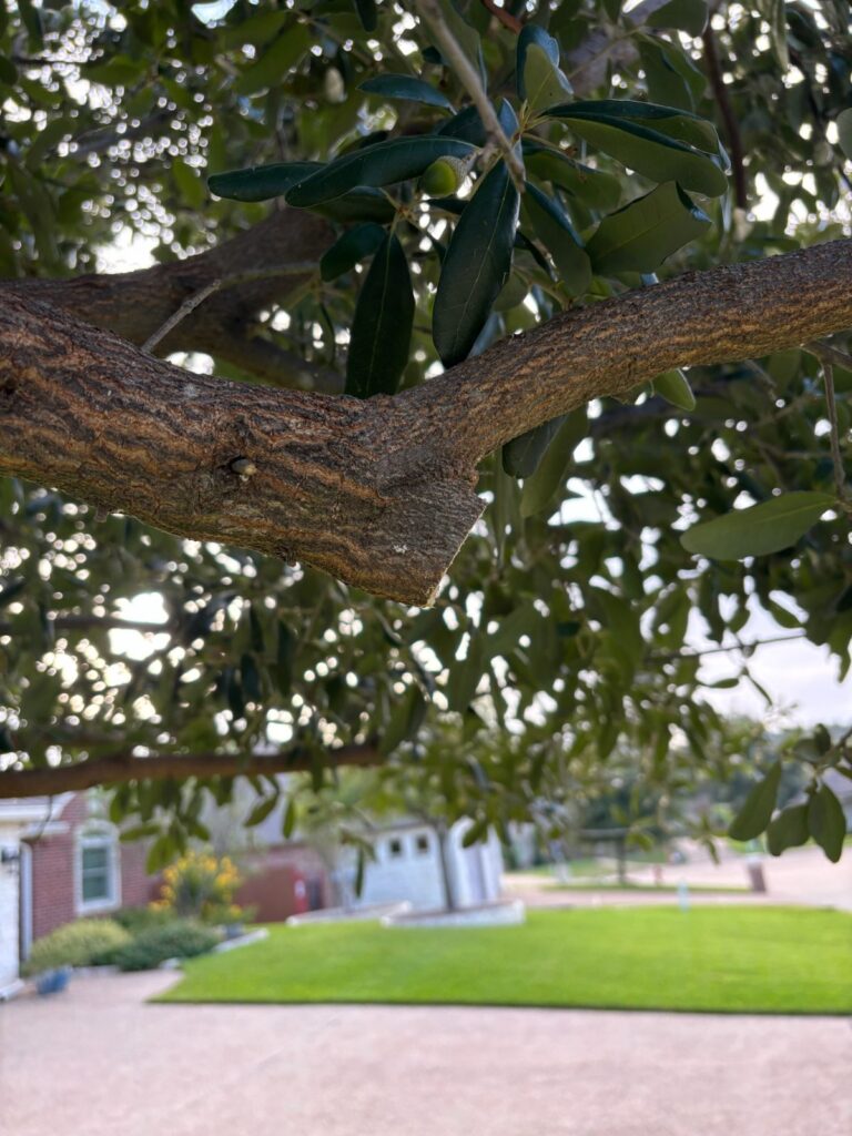 A proper finish cut on a live oak limb, Waco