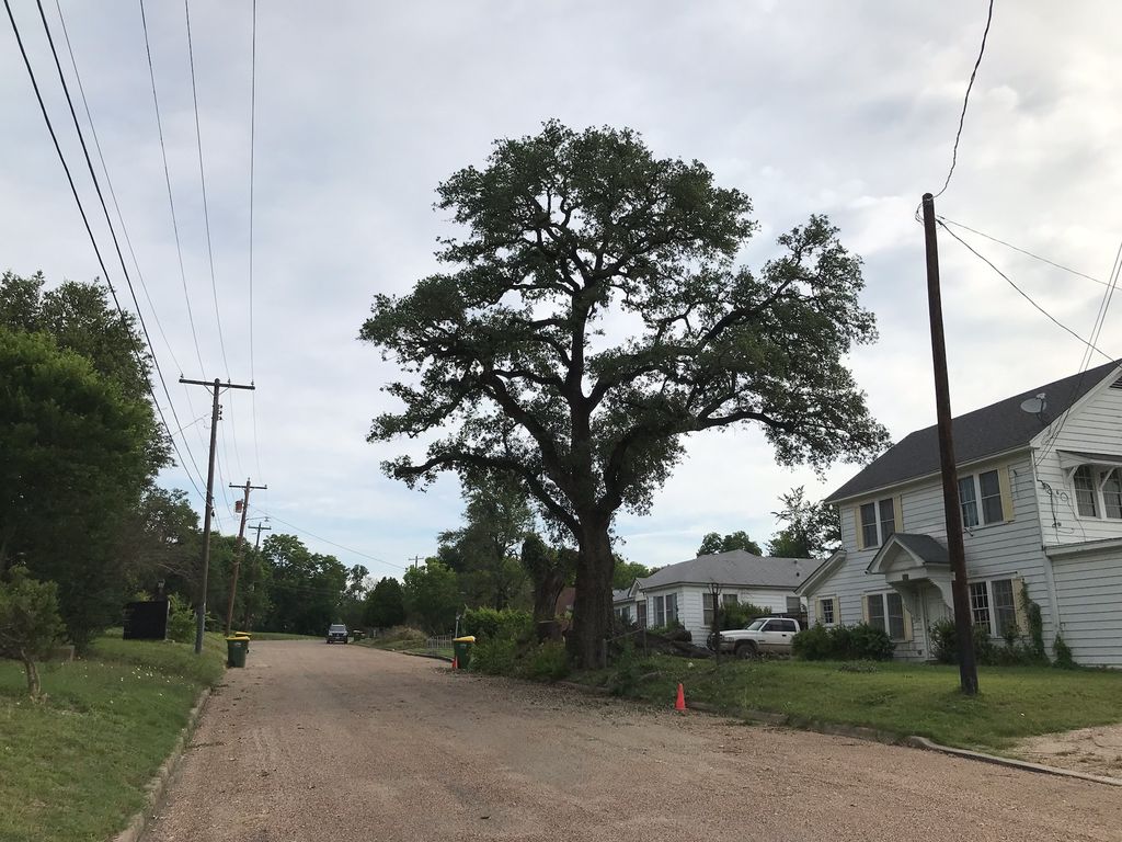 Same live oak after structural pruning, with clearance opened over the street near Marlin.