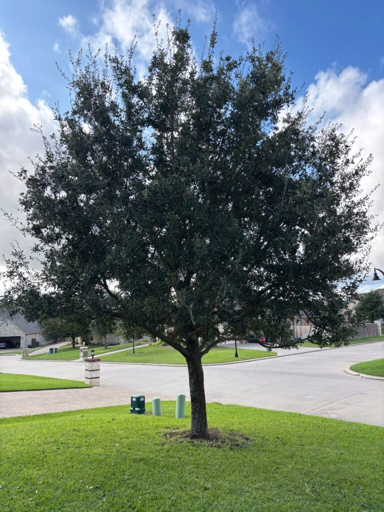 Same Waco live oak after pruning, thinned and raised