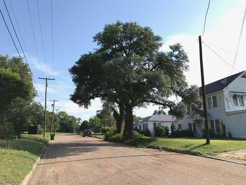 Live oak near Marlin before structural pruning, with a dense canopy hanging over the street.