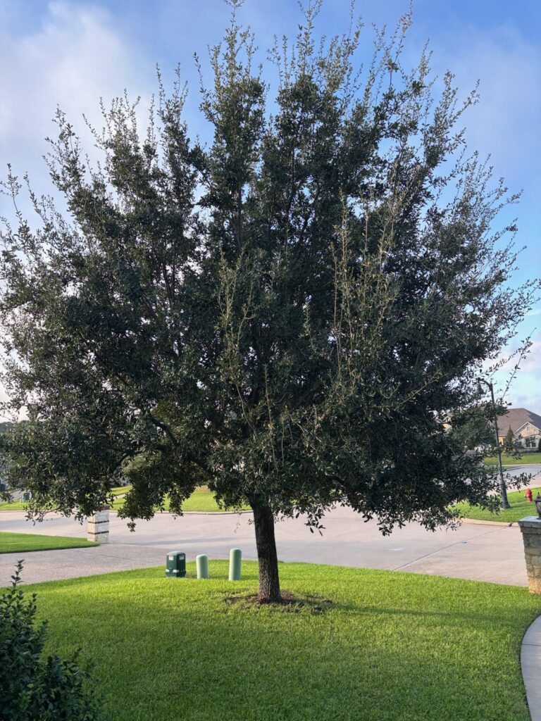 Live oak in a Waco front yard before pruning, dense with low limbs over the street