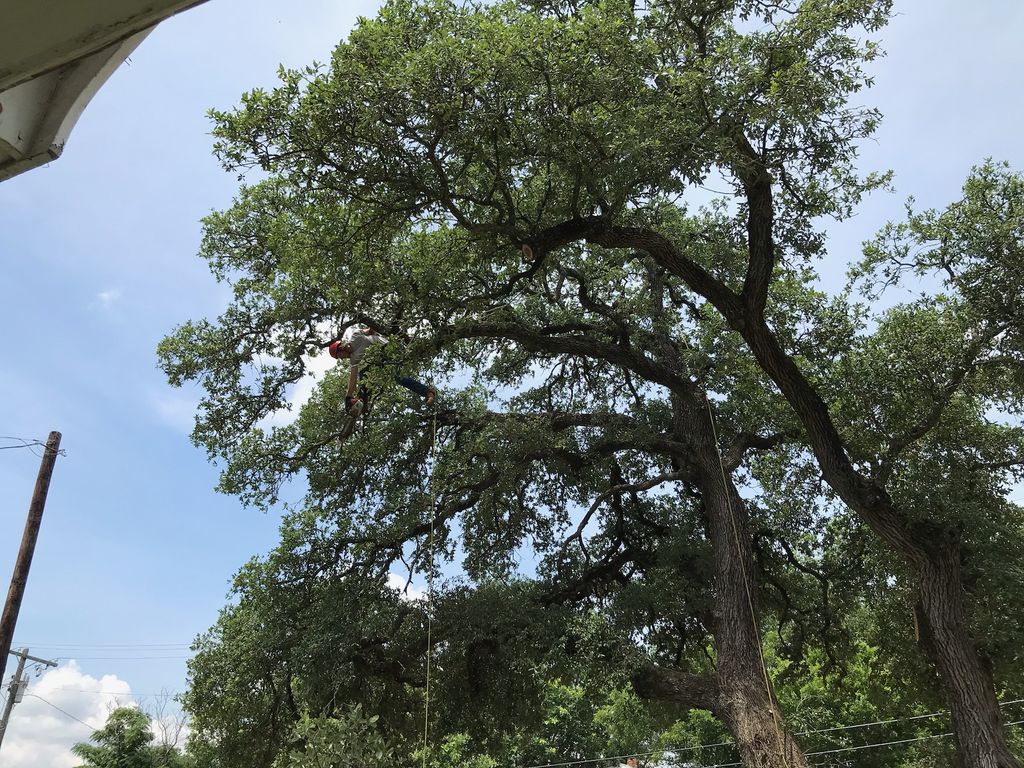 Arborist in a red helmet pruning high in a live oak canopy near Marlin.