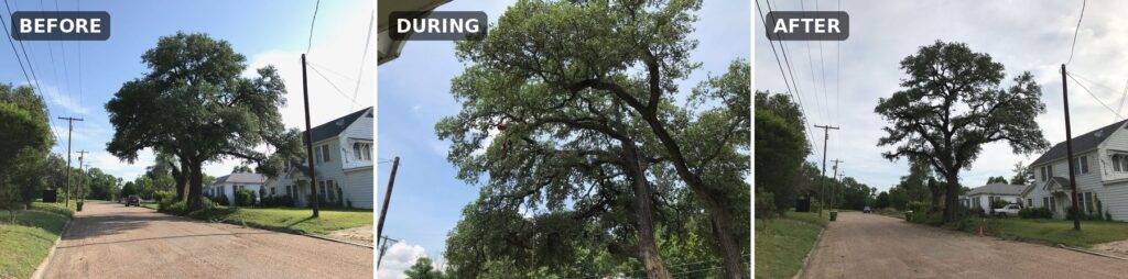 Marlin live oak, before, during and after structural pruning.
