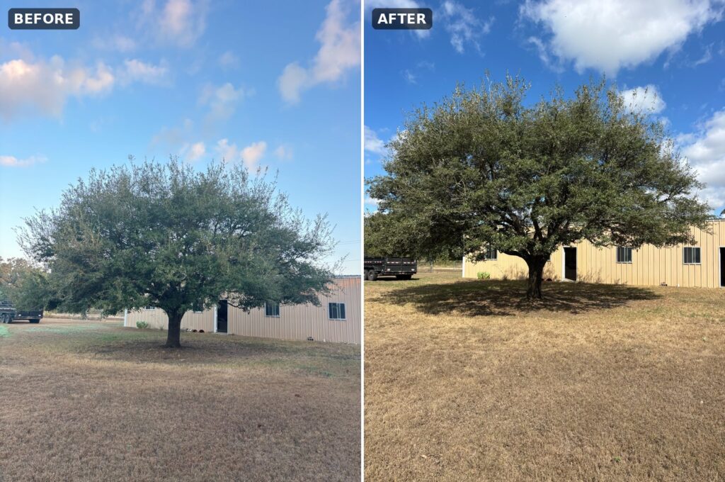 Live oak crown raise and thinning near Waco: before and after.