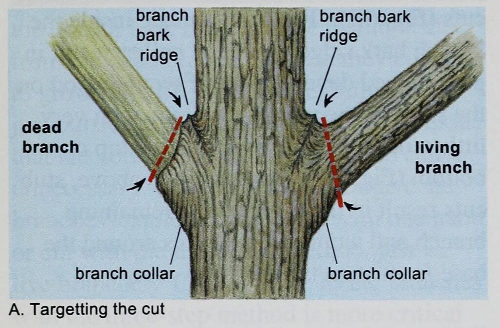Diagram showing where to make a proper pruning cut just outside the branch bark ridge and branch collar (USDA Forest Service illustration)