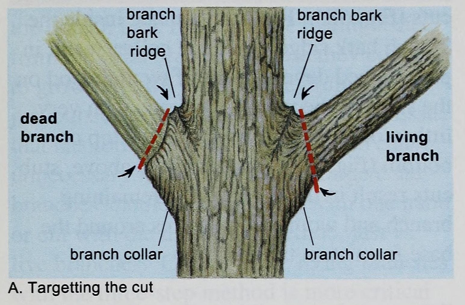 Diagram showing where to make a proper pruning cut just outside the branch bark ridge and branch collar (USDA Forest Service illustration)