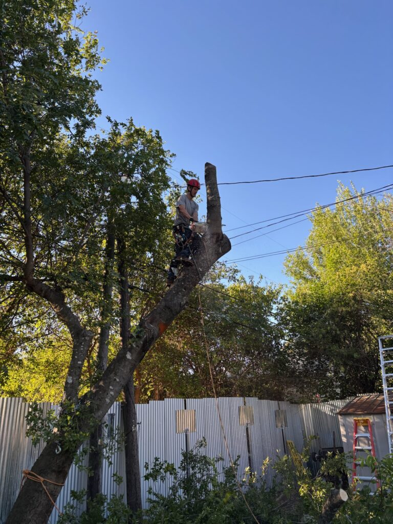 Climber doing a sectional takedown of a leaning tree, Wise Oak Tree Service tree removal in Central Texas