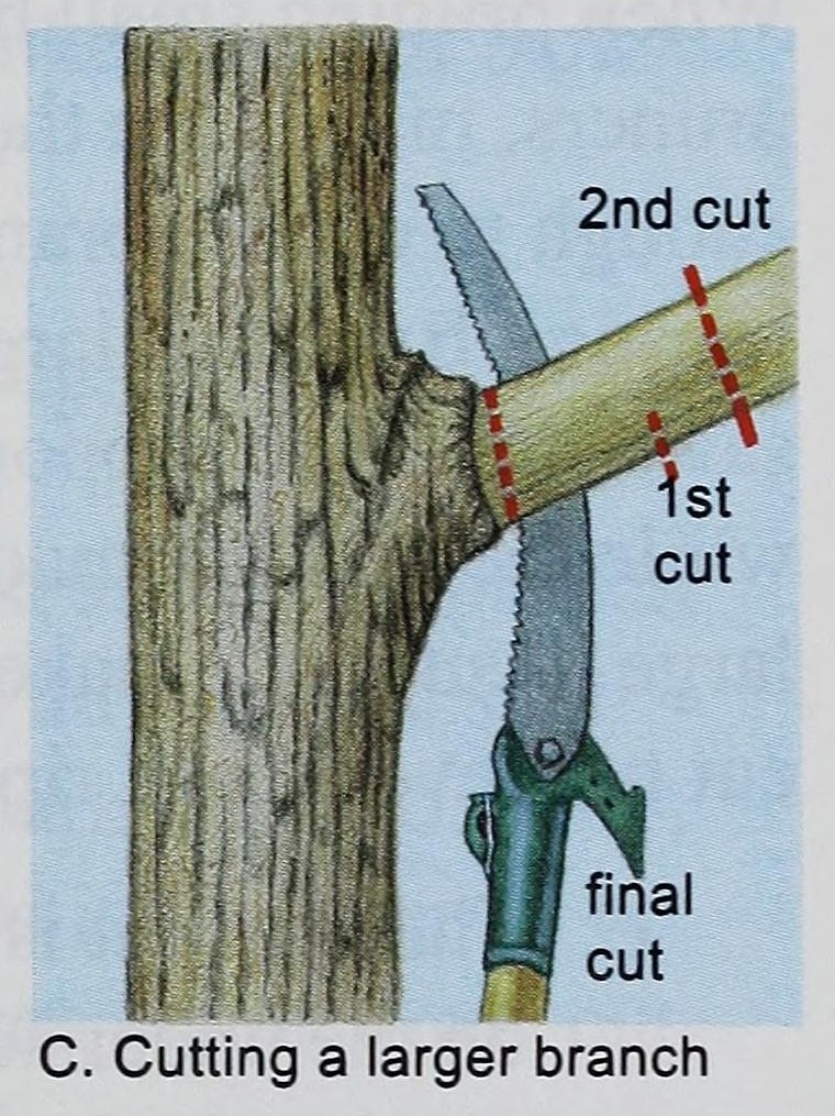 Diagram of the three-cut method for a large limb: an undercut, a second cut farther out to drop the weight, and a final pruning cut just outside the branch collar