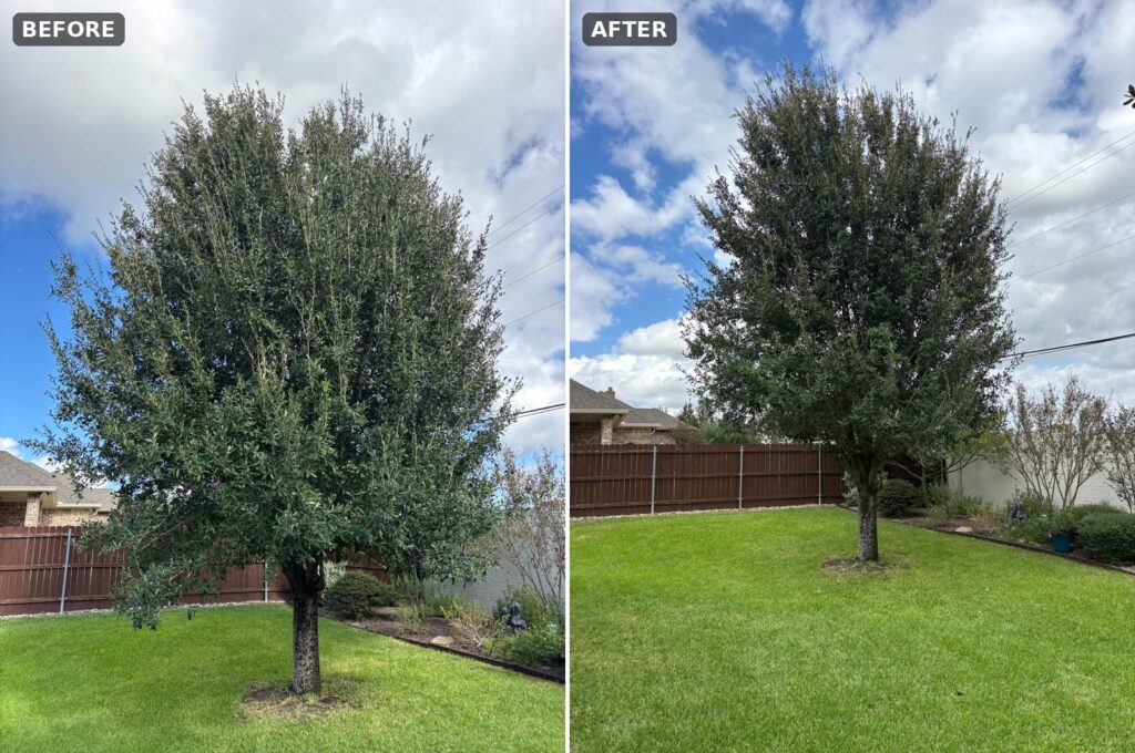 Waco backyard live oak thinning, before and after.