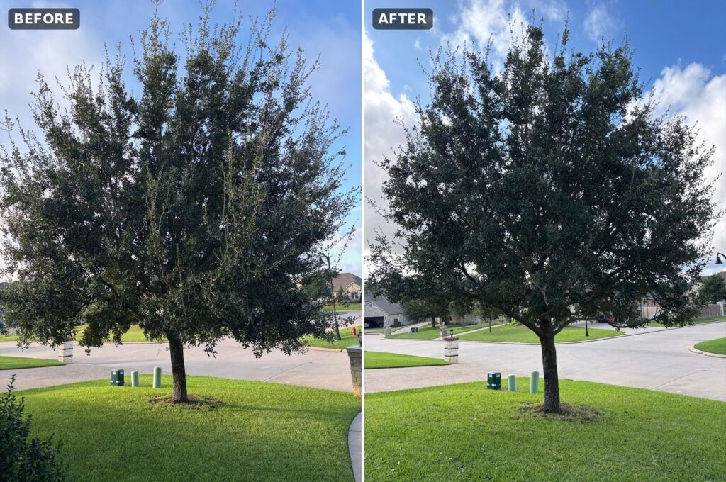 Waco front-yard live oak, before and after: thinned and raised.