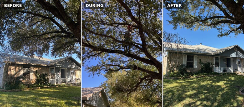 Live oak pruned to clear a roof in Waco, TX: before, during and after