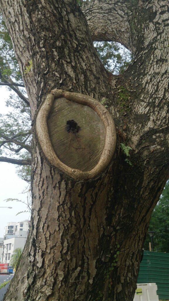 Old pruning cut on a tree trunk surrounded by an even ring of woundwood closing in from all sides
